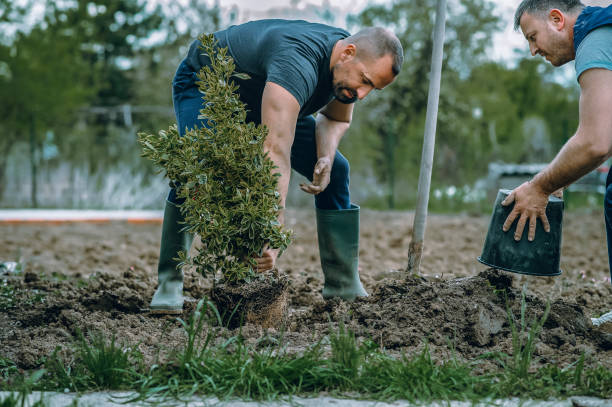 Lawn Pest Prevention in Lake Jackson, TX