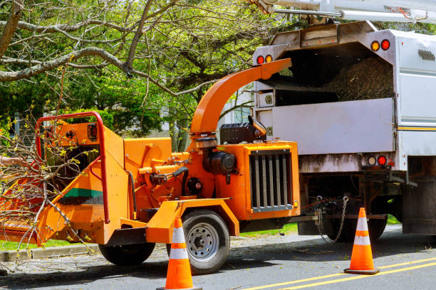 How Our Tree Care Process Works  in  Lake Jackson, TX