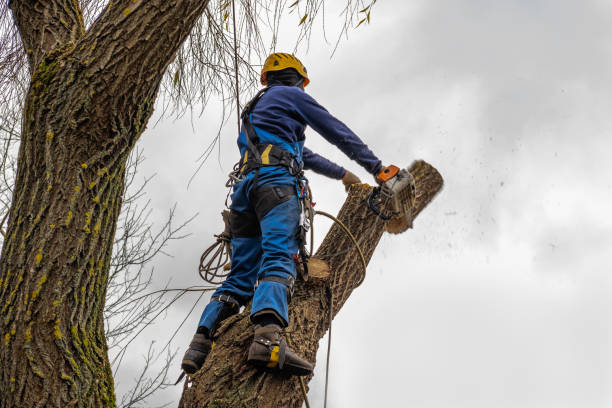 Reliable Lake Jackson, TX Tree Services Solutions